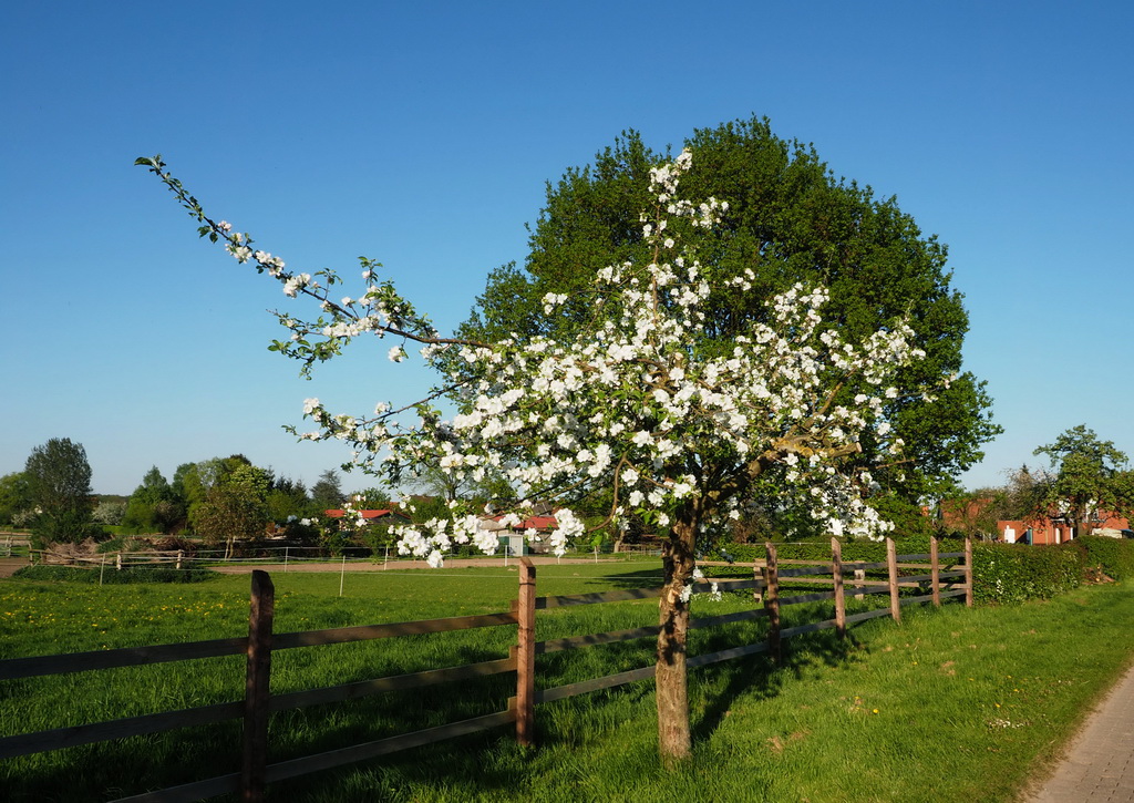 20180330 Fruehling